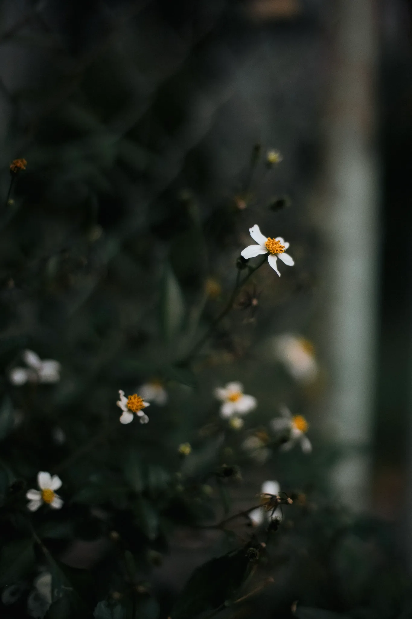 Small white flowers in the dark.