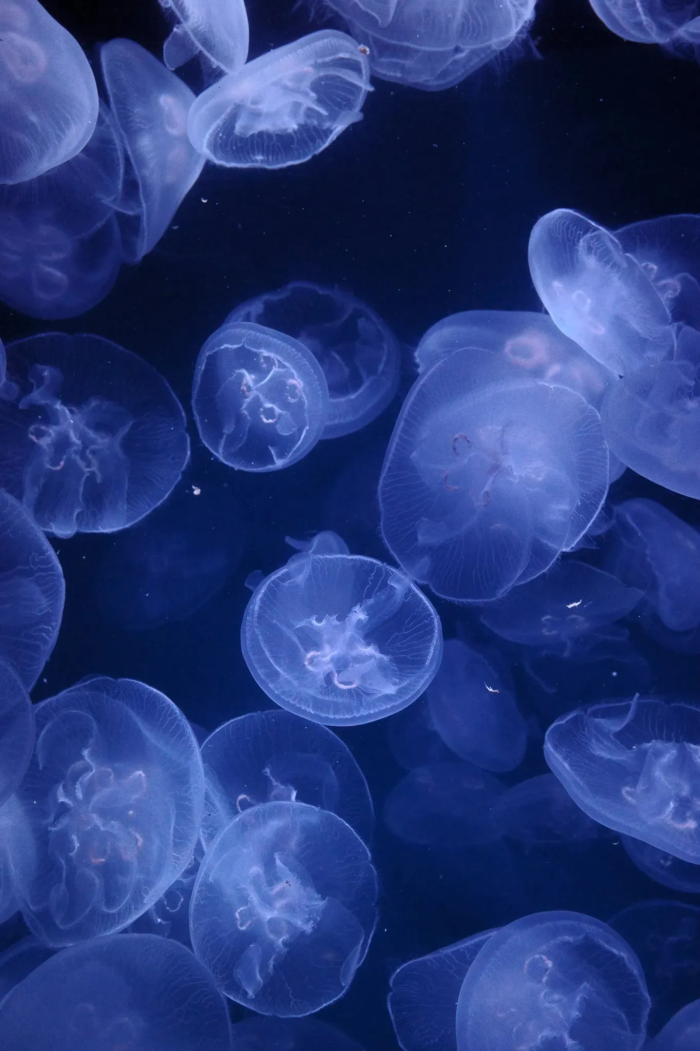 Jellyfish glowing in blue water.
